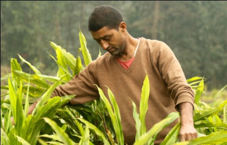 Chandra Prakash Ghimeray tends to his grove of large cardamom